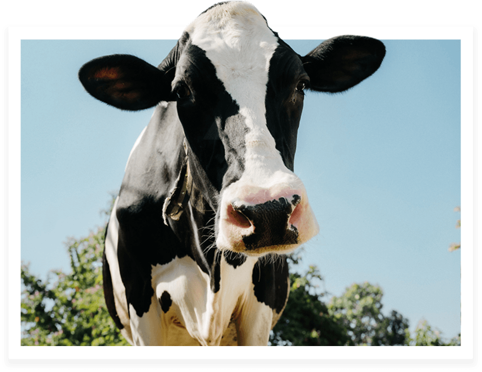 Godrej Agrovet is listed